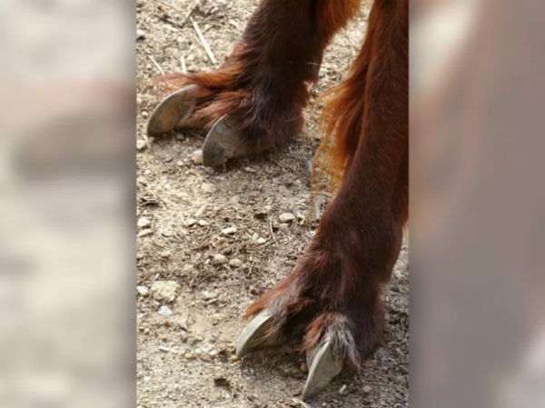 Iihhh... 13 Kaki Hewan Ini Terlihat Sangat Aneh