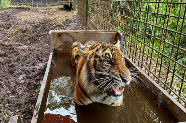 Aum... Corina Si Harimau Korban Jerat di Riau Dilepasliarkan