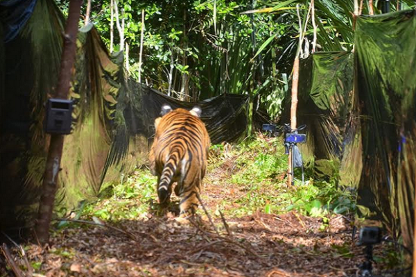 Aum... Corina Si Harimau Korban Jerat di Riau Dilepasliarkan