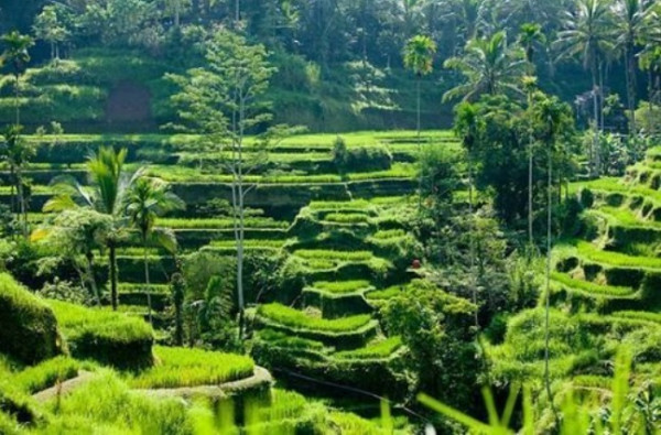 5 Tempat Wisata di Bali yang Paling Diminati di Akhir Tahun