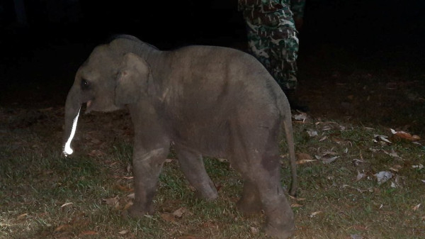 Pria Thailand Hidupkan Lagi Bayi Gajah dengan CPR setelah Tabrakan