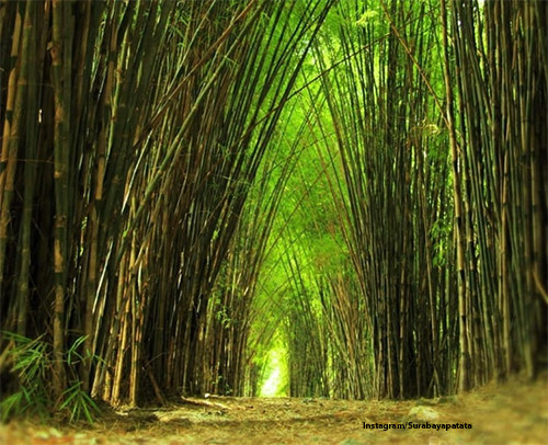 Destinasi Wisata di Jawa Timur Bikin Anda Serasa di Luar Negeri