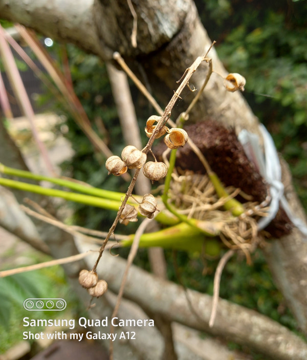 Dilengkapi 4 Kamera Belakang, Ini Hasil Foto Samsung Galaxy A12