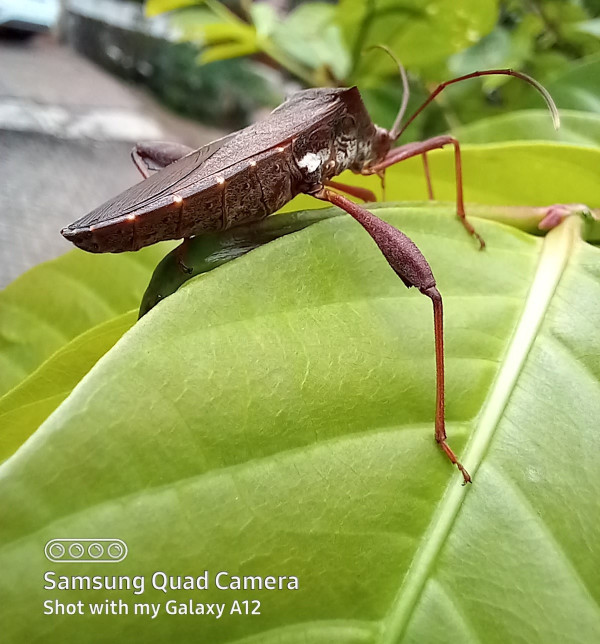 Dilengkapi 4 Kamera Belakang, Ini Hasil Foto Samsung Galaxy A12