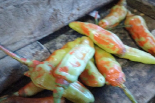 Geger Cabai Rawit Diberi Pewarna Merah Beredar di Purwokerto