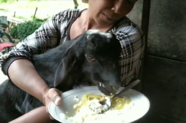 Embul, Kambing Jawa yang Diperlakukan Pemiliknya Seperti Anak Sendiri