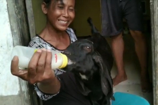 Embul, Kambing Jawa yang Diperlakukan Pemiliknya Seperti Anak Sendiri