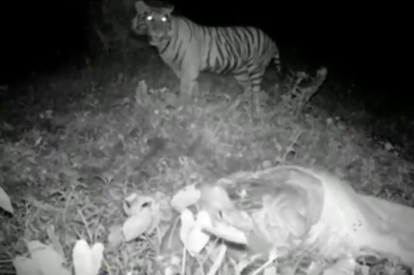 Terekam Kamera Trap, Harimau Sumatera Mangsa 5 Ekor Sapi Warga Langkat