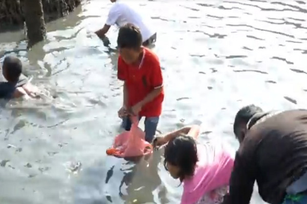 Heboh Fenomena Alam, Ribuan Ikan Tembang Terdampar di Muara Kali Baubau