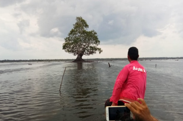 Misteri Pohon Setia Raja di Danau Melintang, Ada Kehidupan Kota Tak Terlihat