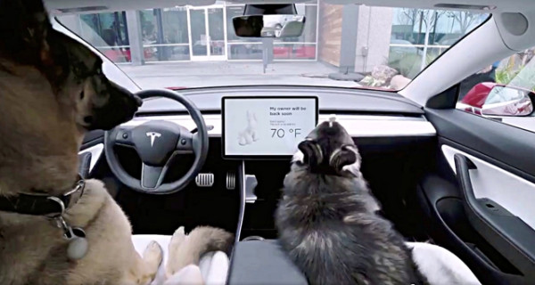 Adik Britney Spears Ngamuk ke Tesla karena Kucing Mati Terlindas
