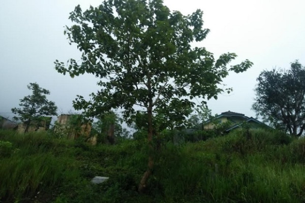 Penampakan 