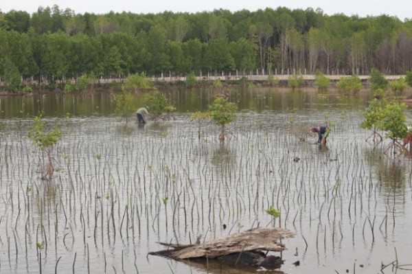 Dugaan Pembalakan Mangrove di Soropia, DLHK Sultra: Faktanya Perbaikan Lingkungan