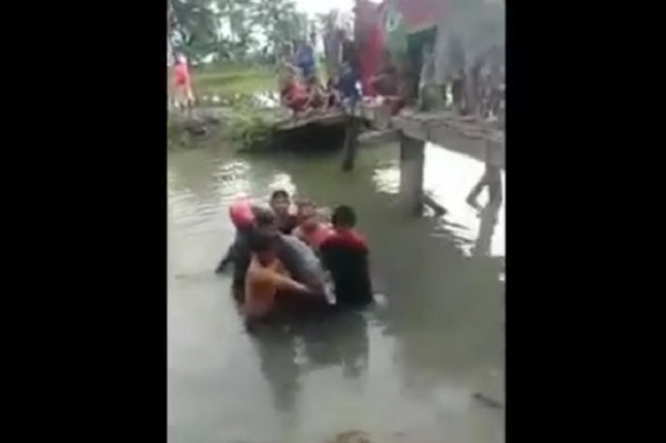Luwu Gempar, Lumba-lumba Terdampar di Pengairan Sawah Diselamatkan Warga