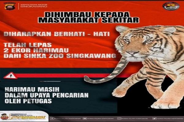Singkawang Gempar, 2 Harimau Kebun Binatang Sinka Zoo Lepas dan Serang Pawangnya Hingga Tewas