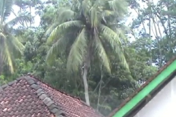 Pohon Kelapa Unik Bercabang 4 di Tulang Bawang Barat Airnya Diyakini untuk Pengobatan