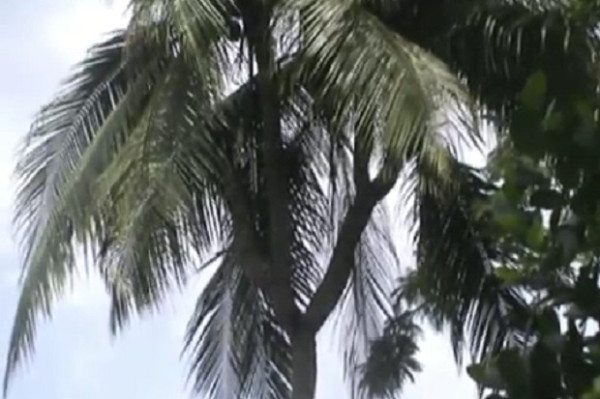 Pohon Kelapa Unik Bercabang 4 di Tulang Bawang Barat Airnya Diyakini untuk Pengobatan