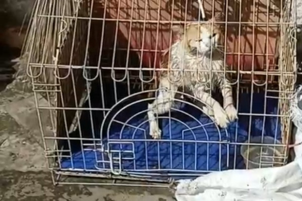 Kucing Ciko Terjebak di Sumur Tua Sedalam 10 Meter, Evakuasinya Dramatis