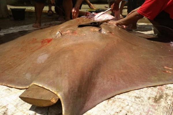PALI Geger, Ikan Pari Langka Seberat 150 Kg Ditangkap di Sungai Lematang