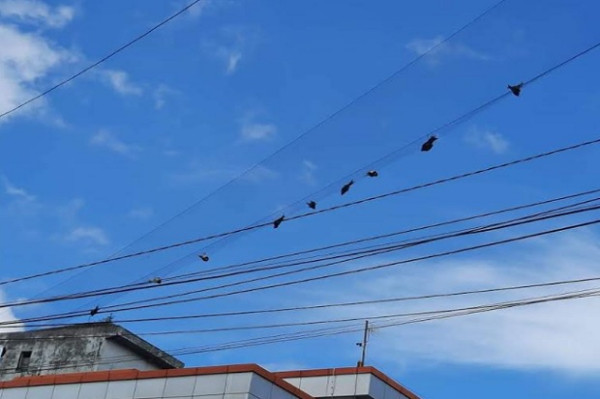 Miris! Belasan Burung Dibiarkan Terjerat dan Mati Tergantung di Tengah Jalan
