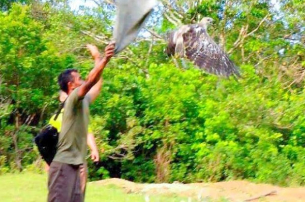 Kisah Tragis Punahnya Banteng di Hutan Buru Belanda Cagar Alam Pangandaran