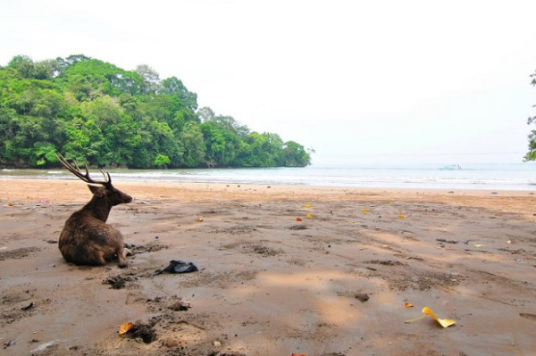 Kisah Tragis Punahnya Banteng di Hutan Buru Belanda Cagar Alam Pangandaran
