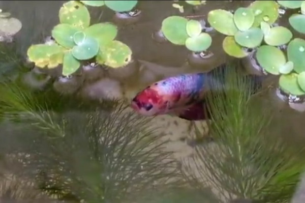 Ikan Cupang Giant Banyak Dicari karena Bentuk, Ukuran Serta Warna yang Unik