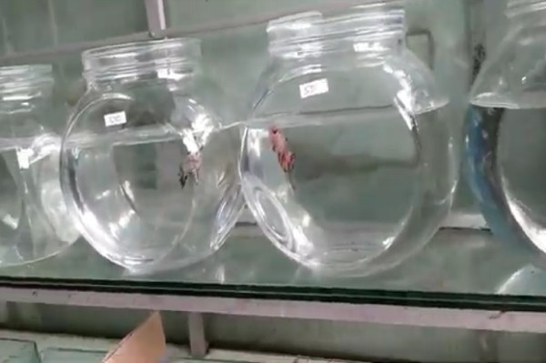 Ikan Cupang Giant Banyak Dicari karena Bentuk, Ukuran Serta Warna yang Unik