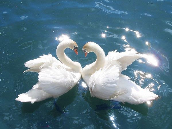 8 Hewan Romantis yang Setia Hidup-Semati dengan Pasangannya