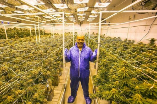 Geger Kerajaan Ganja Mike Tyson: Ada Kampus, Hotel, Raup Rp9,5 Miliar!
