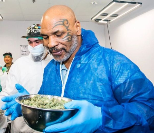 Geger Kerajaan Ganja Mike Tyson: Ada Kampus, Hotel, Raup Rp9,5 Miliar!