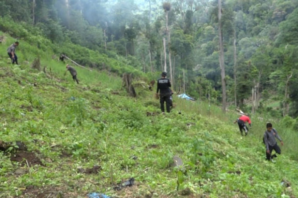 Buru Pemasok Ganja 115 kg, Ronaldo Temukan Belasan Hektare Ladang Ganja