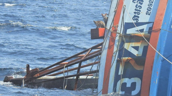Angkatan Laut Thailand Selamatkan Empat Kucing dari Kapal Terbakar