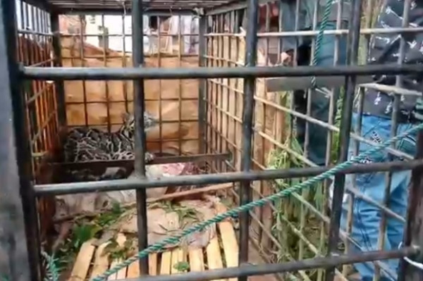 Seekor Macan Dahan Menggemparkan, Terjebak Perangkap Usai Memangsa 5 Kambing