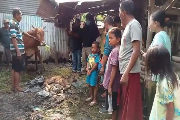 Probolinggo Gempar! Lahir Anak Sapi Berkepala Dua, Bulu Mirip Onta dan Bermata Empat