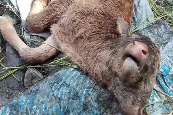 Probolinggo Gempar! Lahir Anak Sapi Berkepala Dua, Bulu Mirip Onta dan Bermata Empat