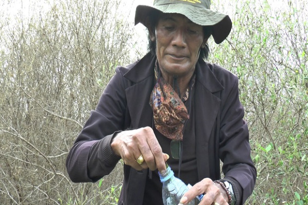 Hutan Mangrove Diserang Ulat Bulu, Peneliti: Kepompongnya Berkualitas Tinggi untuk Sutera