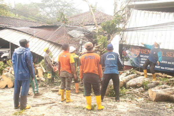 Pohon Sono Keling Berdiameter 60 Cm Tumbang Hantam Suami Istri Pengendara Motor