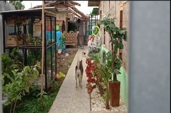 Perempuan Bercadar di Bogor Pelihara Banyak Anjing, Warga Geram