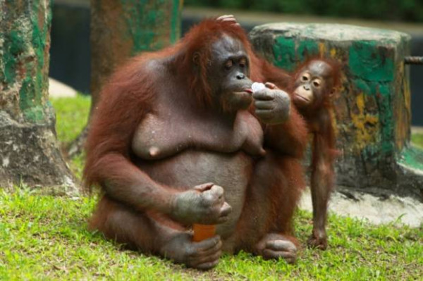 Tradisi Berburu Suku Dayak dan Keyakinan Orangutan Punya Hubungan dengan Nenek Moyang