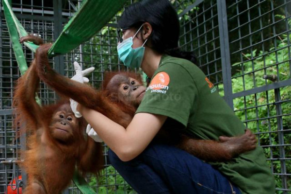 Tradisi Berburu Suku Dayak dan Keyakinan Orangutan Punya Hubungan dengan Nenek Moyang