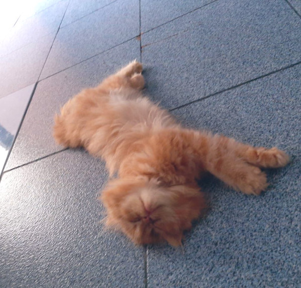 5 Akun Instagram dan Website yang Tawarkan Jasa Animal Communicator