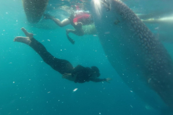 Seru! Berenang Bersama The Gentle Giant di Botubarani