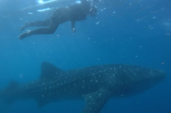 Seru! Berenang Bersama The Gentle Giant di Botubarani