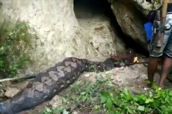 Geger! Usai Mangsa Babi, Ular Piton Raksasa Dibakar Warga Buton