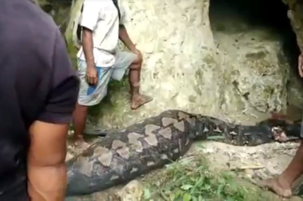 Geger! Usai Mangsa Babi, Ular Piton Raksasa Dibakar Warga Buton