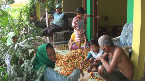 Petani Cabai di Desa Pucuk Mojokerto Mendadak Jadi Jutawan