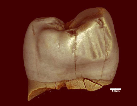 Wow, Manusia Purba Neanderthal Gunakan Tusuk Gigi Sejak 46.000 Tahun Lalu