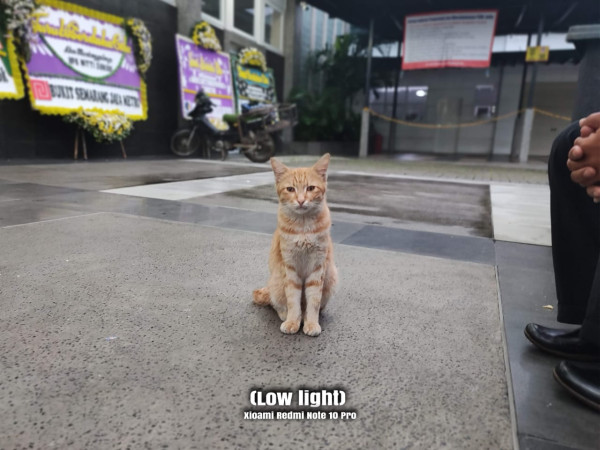 Review Kamera dan Hasil Foto Kamera 108 MP Xiaomi Redmi Note 10 Pro