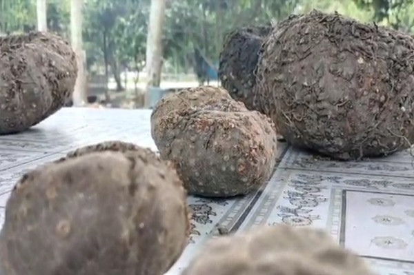 Kisah Sukses Petani Porang di Blora Ini, Bermodal Awal Rp7 Juta Kini Berpenghasilan Ratusan Juta Rupiah